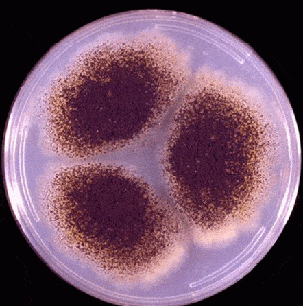 aspergillus_niger_fig1