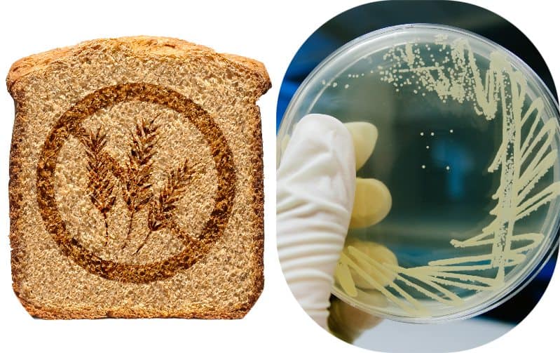 The Gluten, Yeast, and Mold Feedback Loop