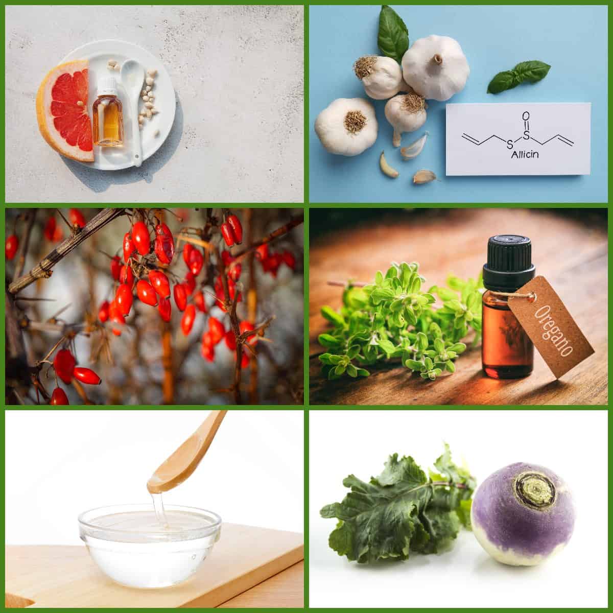 When to Use Natural, WholeBody Antifungals