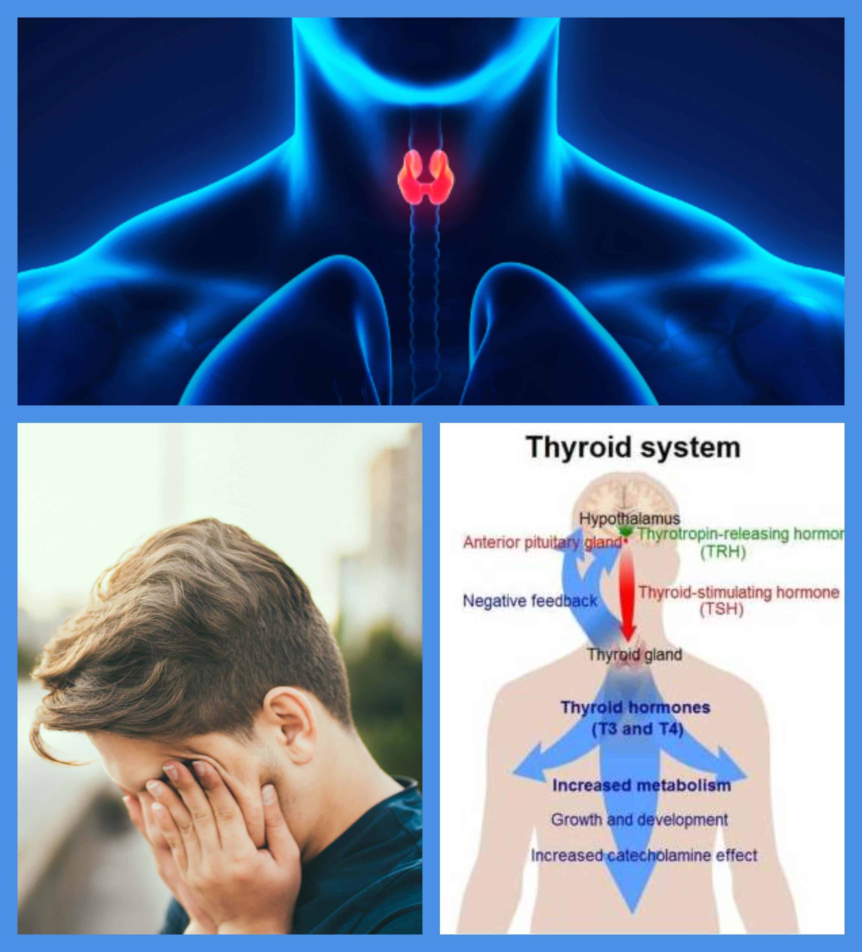 The Role of Thyroid in Mold Illness Recovery and Overall Wellness